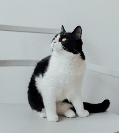 奶牛猫-品系百科